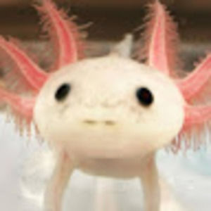 Meet your Posher, Lily